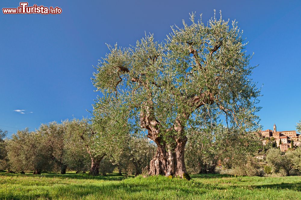 Immagine Un ulivo secolare nelle campagne di Seggiano, Maremma Toscana