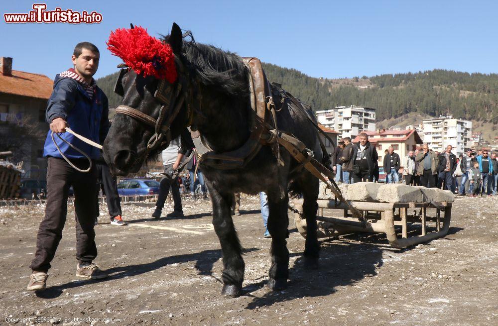Immagine Un uomo bulgaro aiuta il suo cavallo durante la celebrazione "Todorovden" a Chepelare: si tratta della Pasque dei Cavalli - © GEORGID / Shutterstock.com