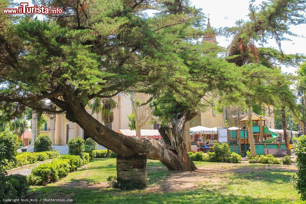 Immagine Un vecchio albero in una piazza di Vada in Toscana - © Nick_Nick / Shutterstock.com