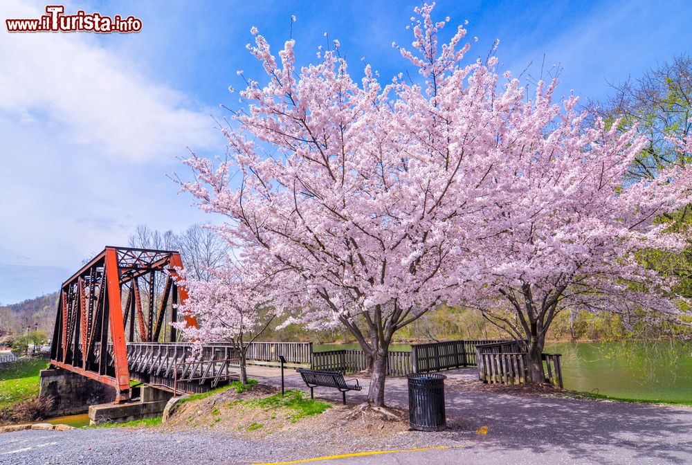 Immagine Un vecchio ponte con un albero di ciliegio in fiore nella prefettura di Nara, Giappone.