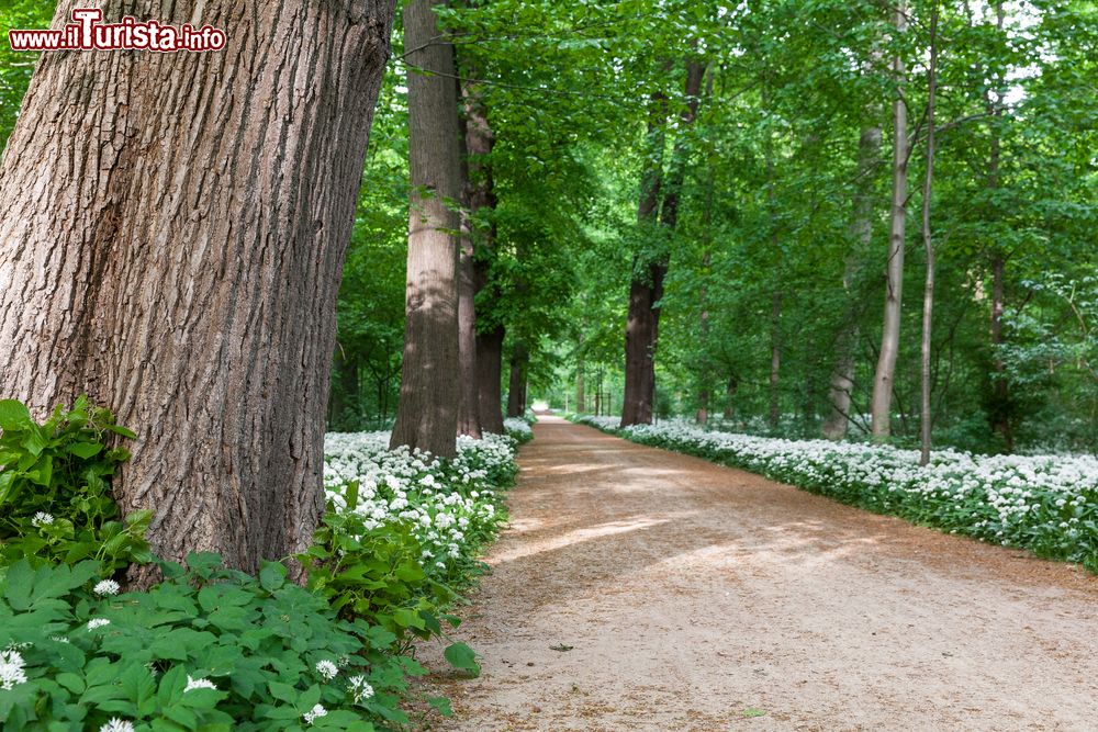 Immagine Un viale alberato del parco Bruehl a Quedlinburg, Germania. Questo giardino di 15 ettari si estende a sud della collina del castello cittadino.