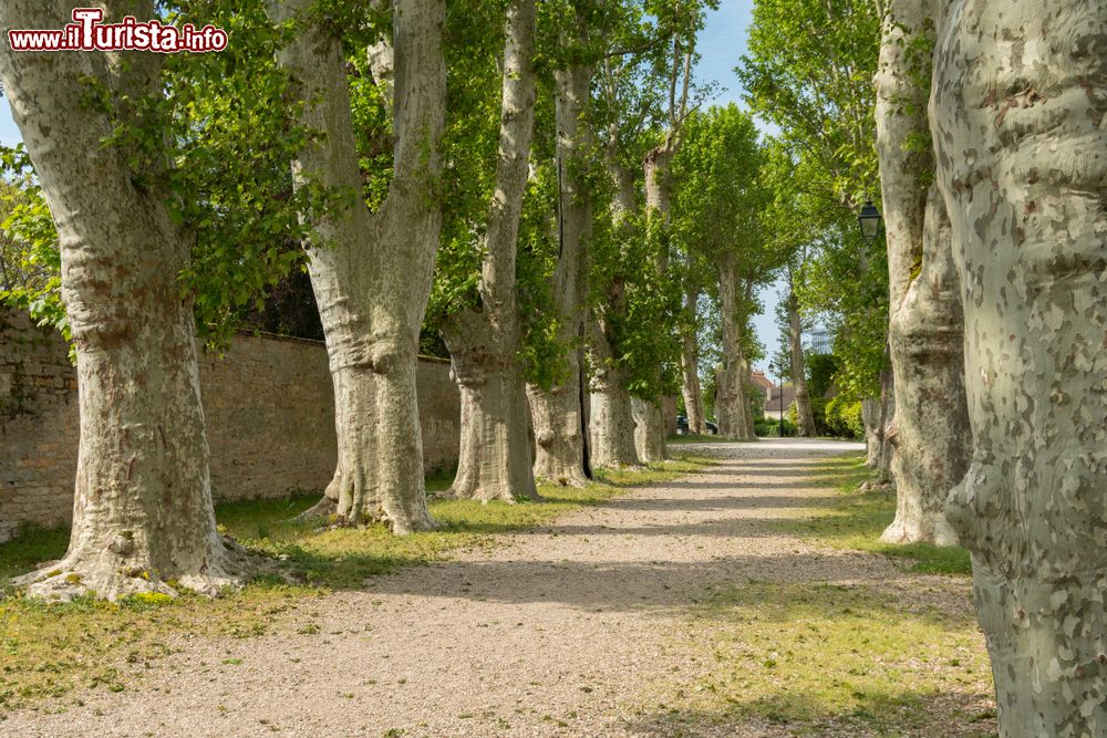 Immagine Un viale alberato nella cittadina francese di Beaune, Borgogna.