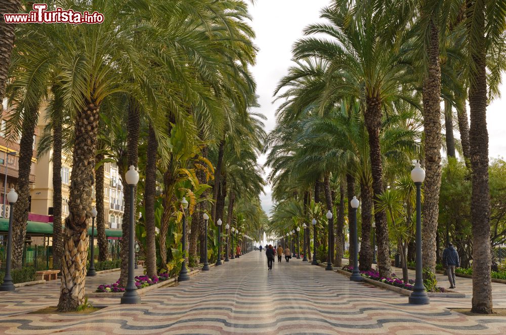 Immagine Un viale con palme tropicali nel centro di Alicante, Spagna.
