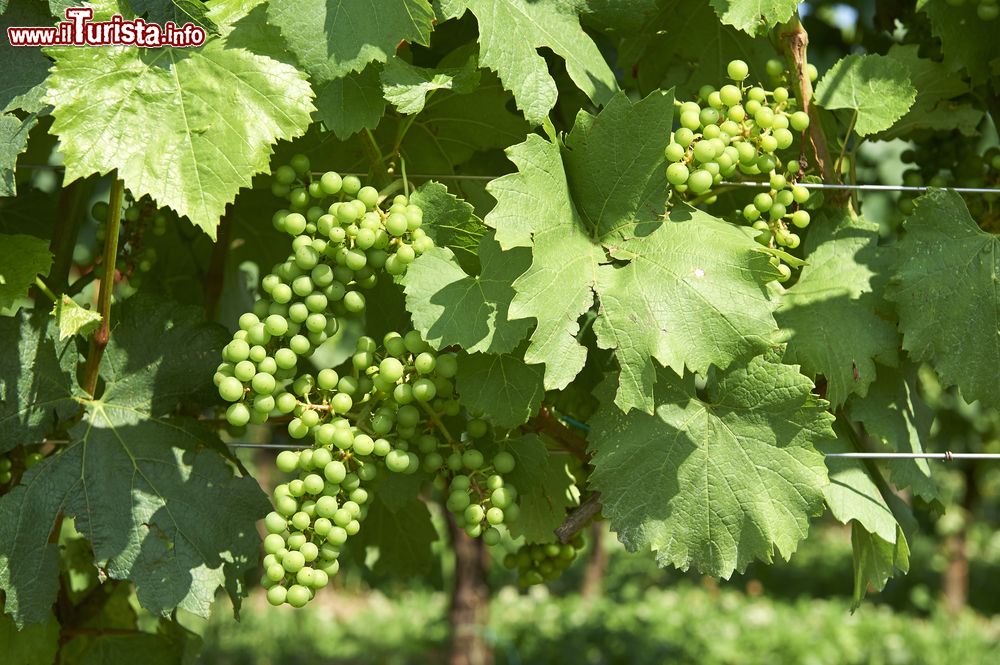 Immagine Un vigneto ad Erbusco in Franciacorta, Lombardia