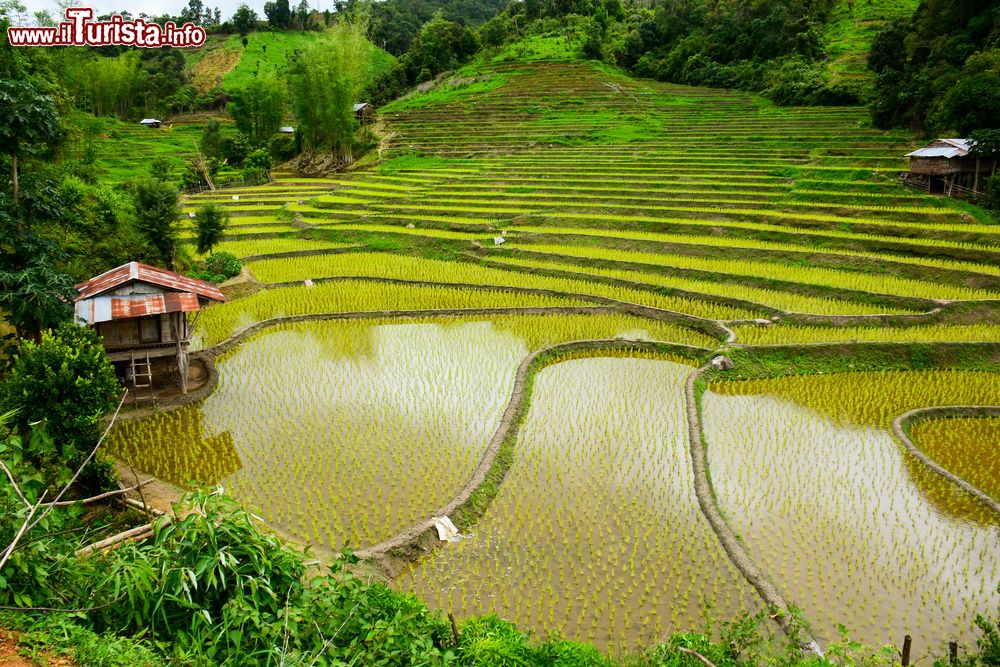 Immagine Una bella immagine di campi coltivati a riso nel nord della Thailandia. Siamo nei pressi di Mae Sariang celebre per le sue bellezze naturali.