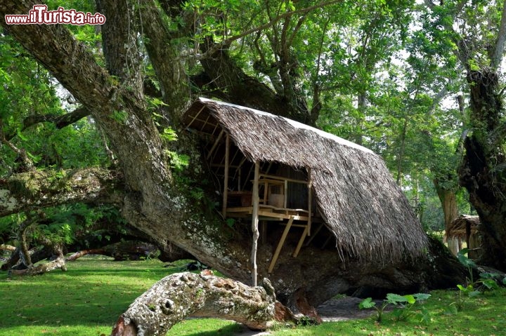 Immagine Una capanna su un albero a Port Olry, arcipelago Vanuatu. Questa graziosa cittadina francese si trova sull'isola di Espiritu Santo ed è famosa per le sue colline verdeggianti e le spiagge bianche.