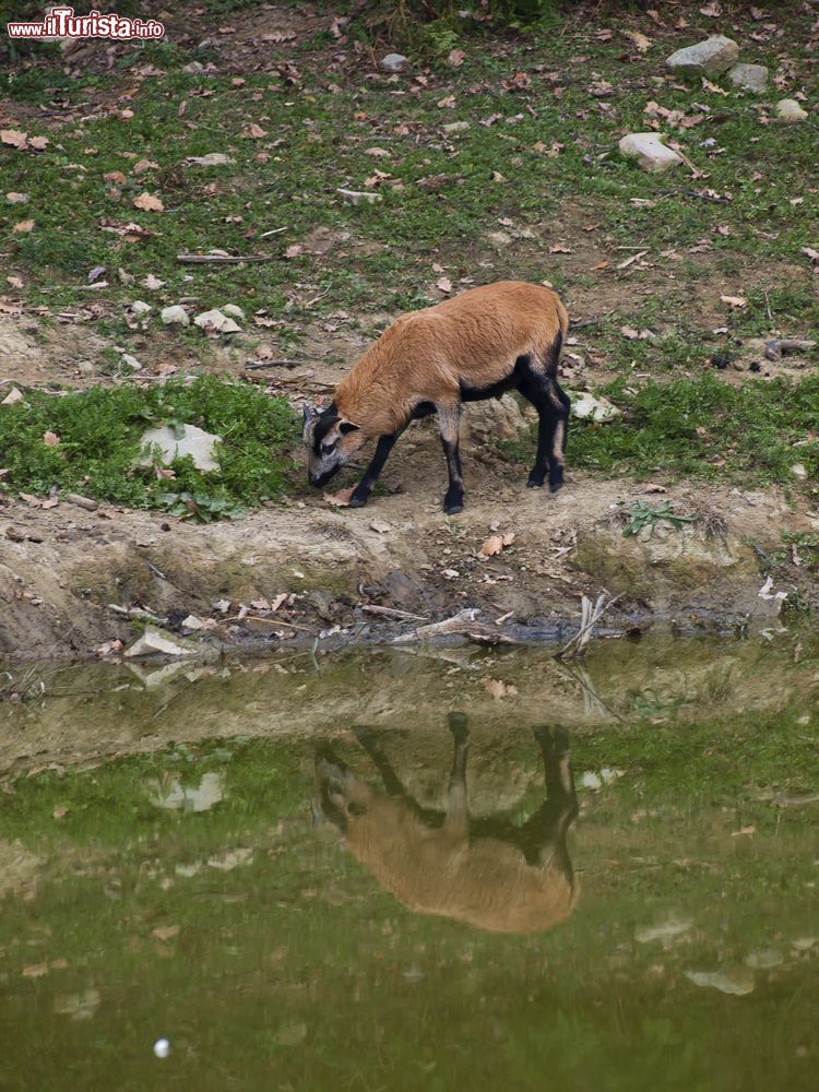 Immagine Una cervicapra al Parco Zoo Safari di Murazzano nelle Langhe (Piemonte).