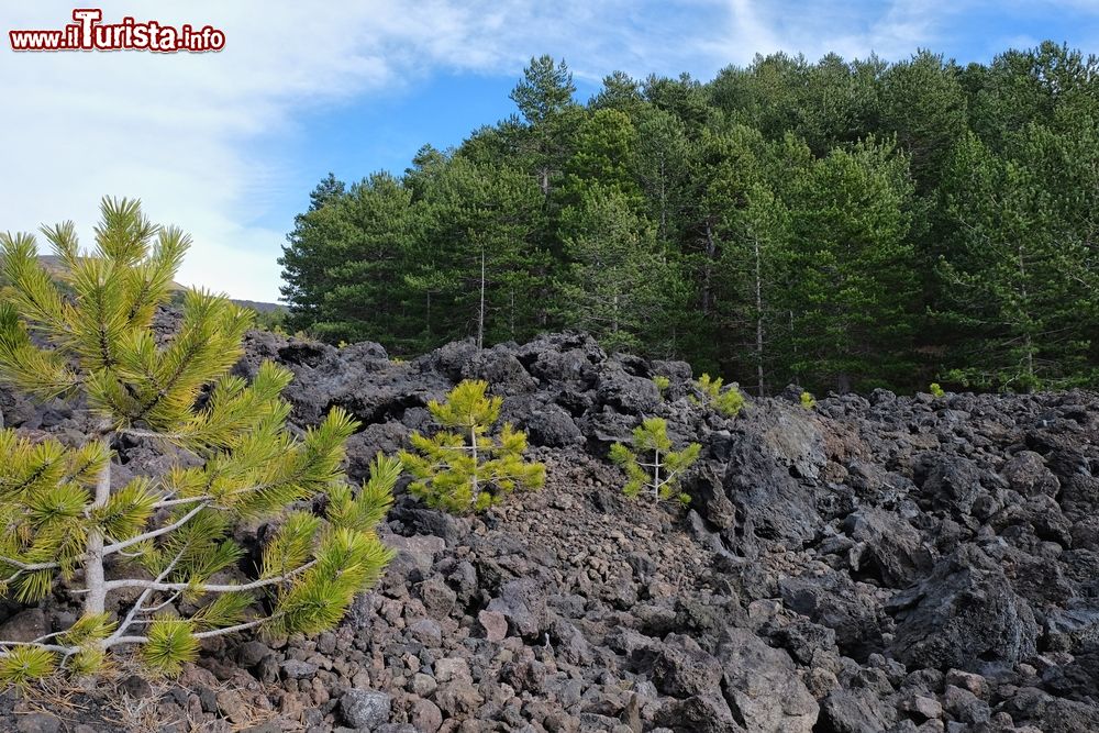 Immagine Una colata di lava sulle pendici dell'Etna vicino a Biancavilla (Sicilia).