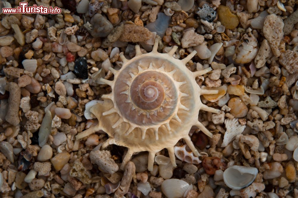 Immagine Una conchiglia gastoropode su una spiaggia dell'arcipelago di Mergui, Myanmar.