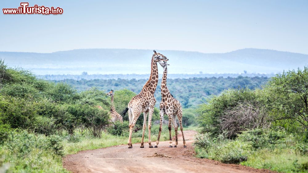 Immagine Una coppia di giraffe al Kruger National Park, Sudafrica. Oltre ai "big five", il parco ospita molti altri animali fra cui zebre, antilopi, facoceri, ghepardi e giraffe. 