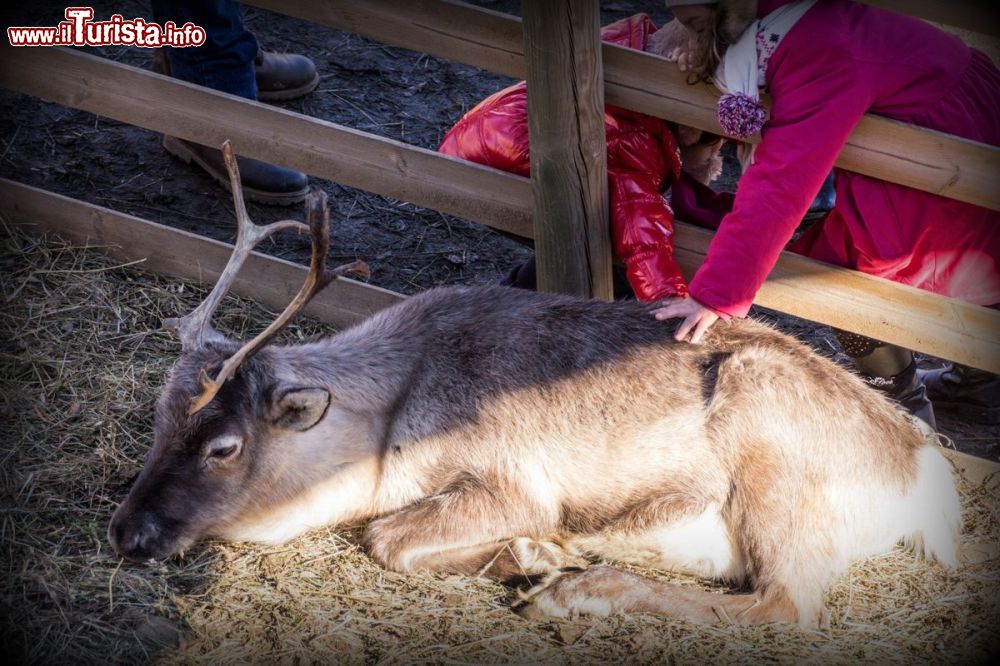 Immagine Una delle Renne di Babbo Natale al Paese dei Balocchi dei mercatini natalizi di Ornavasso in Piemonte  - © www.grottadibabbonatale.it