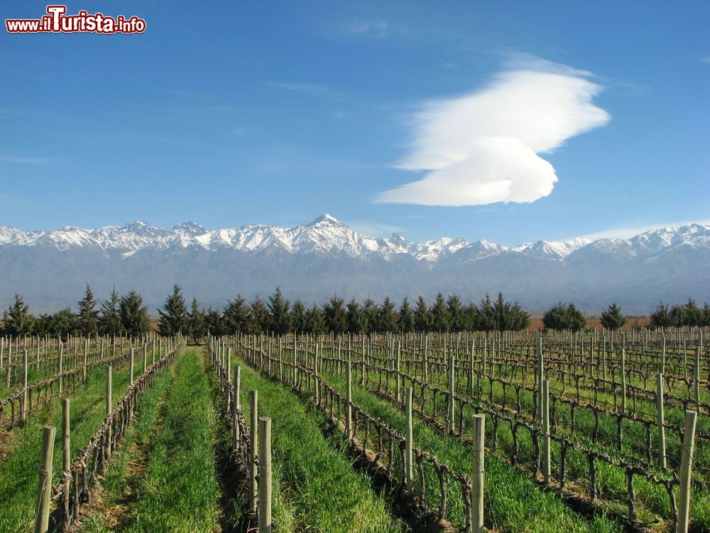 Immagine Una distesa di vigneti ai piedi delle Ande, Mendoza, Argentina. Mendoza ospita la zona vitivinicola più importante di tutto il paese con una produzione di uva che supera il 60% di quella di tutta l'Argentina.