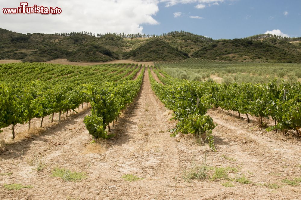 Immagine Una distesa di vigneti lungo la Strada per Santiago, Estella, Spagna.