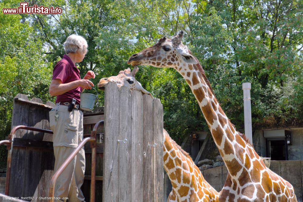 Immagine Una donna nutre due giraffe allo zoo di Memphis, Tennessee (USA). Istituito nell'aprile del 1906, questo giardino zoologico ospita quasi 3500 animali di 500 specie diverse - © Mont592 / Shutterstock.com