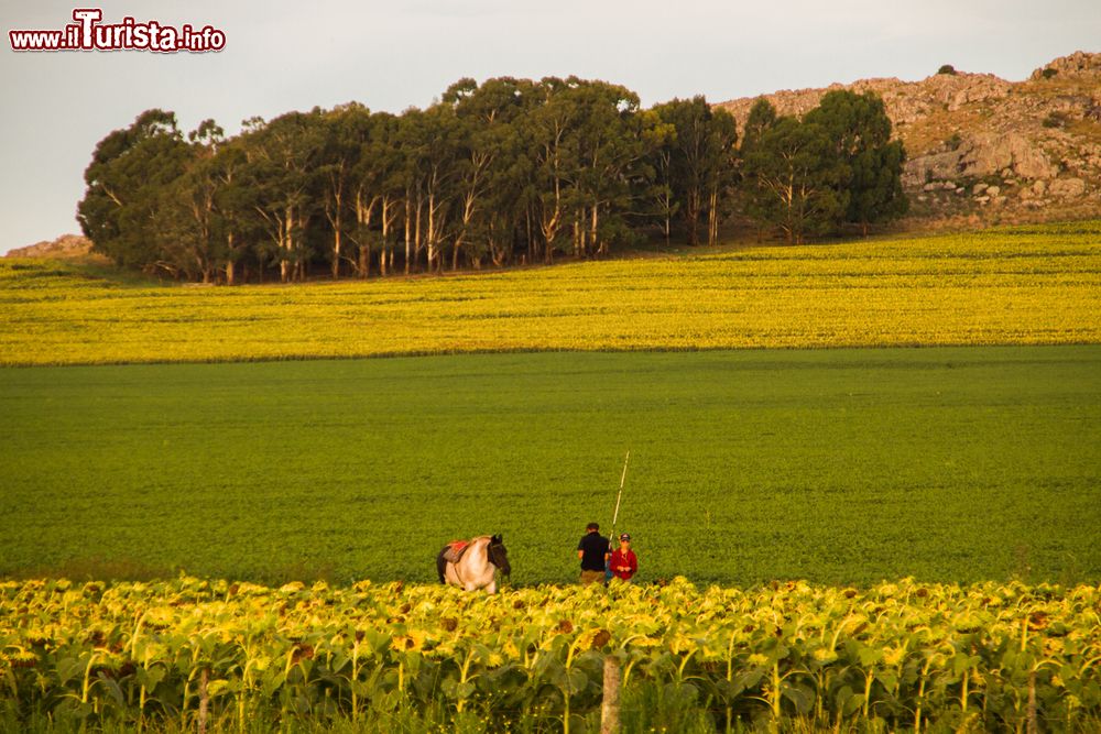 Immagine Una fattoria nelle campagne che circondano Tandil in Argentina