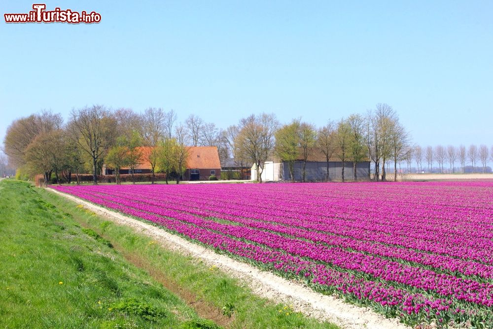 Immagine Una fattoria olandese con campi di tulipani, Flevoland, Paesi Bassi.