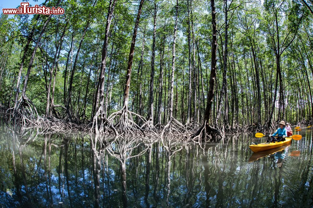 Immagine Una foresta di mangrovia nell'arcipelago di Mergui, Myanmar. Le mangrovie possono essere visitate in kayak con l'alta marea; rappresentano un importante ecosistema per questo territorio.
