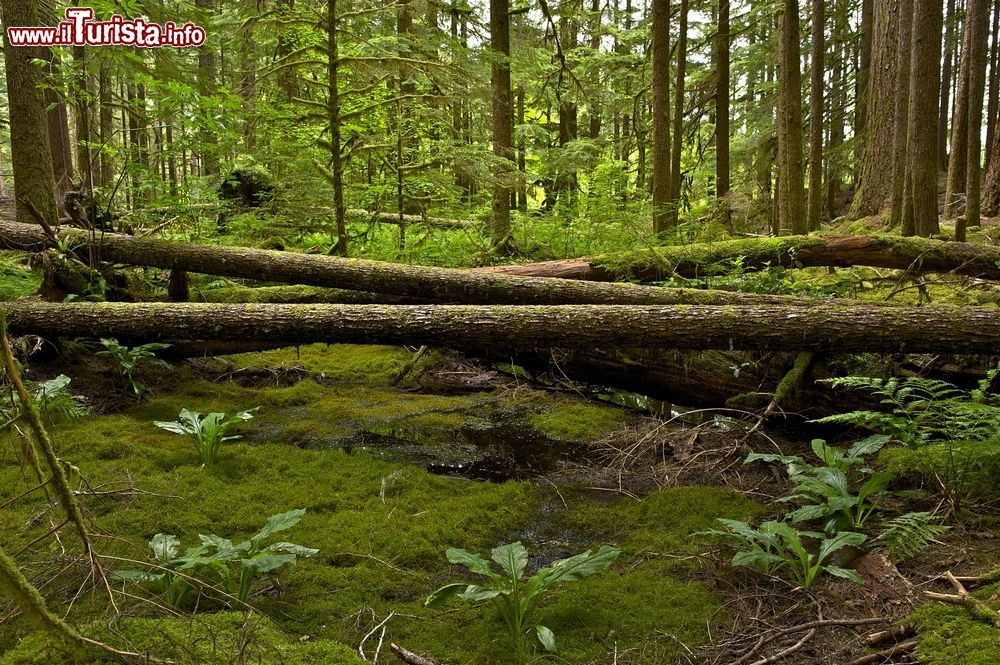 Immagine Una foresta nei pressi di Olympia, Washington, Stati Uniti. Boschi ricoperti di muschio e vegetazione nell'Olympic National Park, un grande laboratorio vivente per scienziati e studenti oltre che parco giochi naturale per i visitatori.