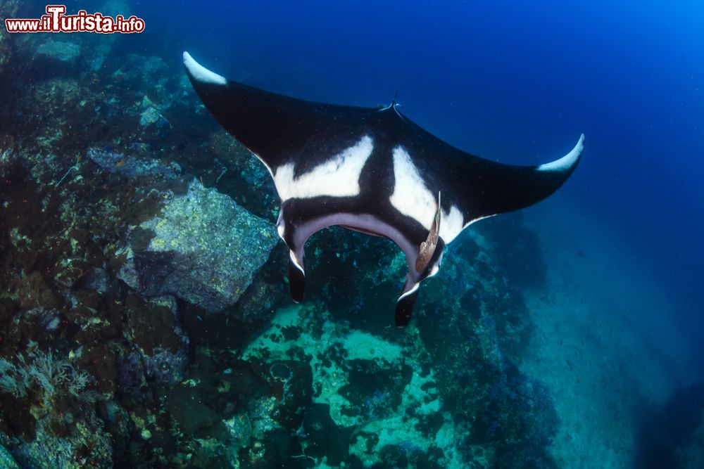 Immagine Una grande Manta Birostris a Black Rock, arcipelago di Mergui (Myanmar).