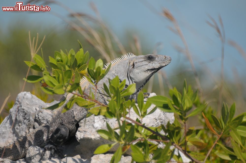 Immagine Una iguana sulla spiaggia di Xcalak in Mexico, Riviera Maya