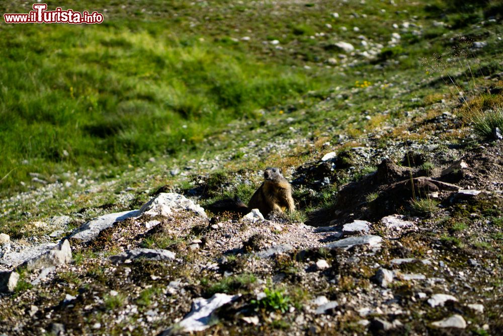 Immagine Una marmotta nei monti di Les Arcs, Francia. Questa bella stazione sciistica della Savoia si sviluppa su circa 200 km suddivisi in 106 piste.