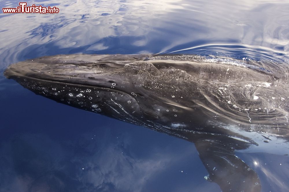 Immagine Una megattera a Hervey Bay, Australia.