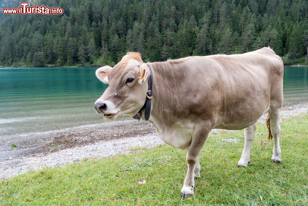 Immagine Una mucca al pascolo vicino al lago Heiterwanger See, Heiterwang, Tirolo, Austria. In questo lago tirolese pescava spesso l'imperatore Massimiliano I° d'Austria.