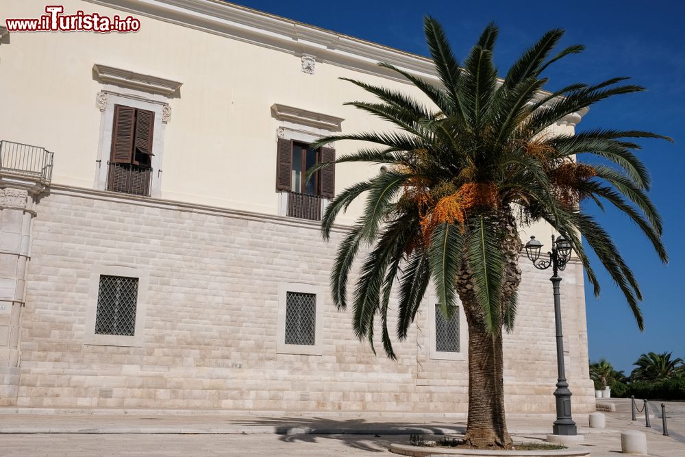 Immagine Una palma nella piazza vicino al porto di Trani, Puglia, fotografata in una soleggiata giornata estiva.