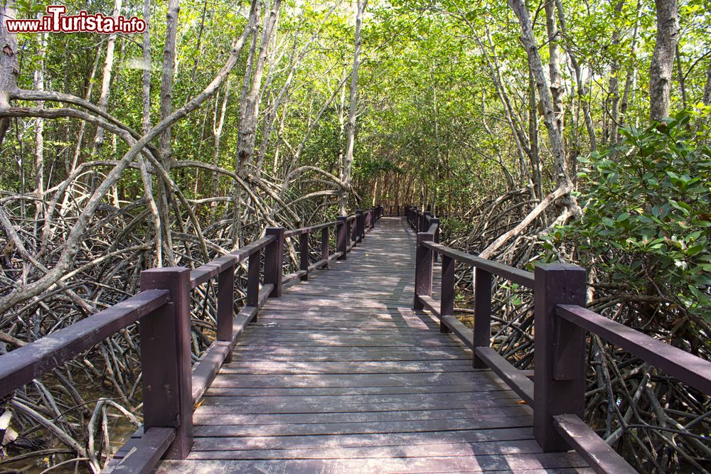 Immagine Una passerella in legno fra le mangrovie a Bimini, Bahamas. La foresta di mangrovie è una delle soprese più piacevoli dell'isola. Visitando questo ecosistema si potranno osservare uccelli, pesci e tanti altri animali che qui hanno il loro habitat naturale.