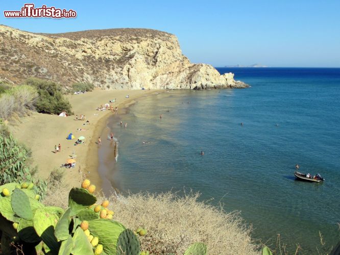 Immagine Una pianta di fichi d'India fra la vegetazione dell'isola di Anafi, Grecia - © Kostas Koutsaftikis / Shutterstock.com