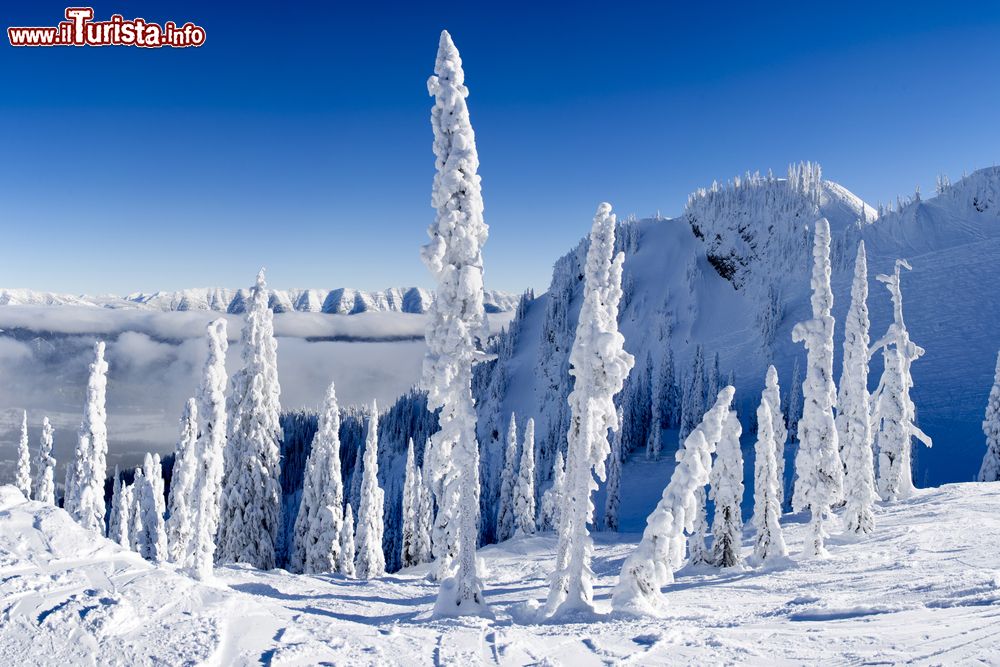 Immagine Una pittoresca immagine degli alberi innevati fra le montagne di Fernie, Canada.