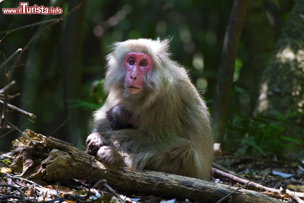 Immagine Una scimmia al SeibuRindo Forest Path sull'isola di Yakushima, Giappone. Qui si possono ammirare animali selvatici e specie che vivono nella foresta.