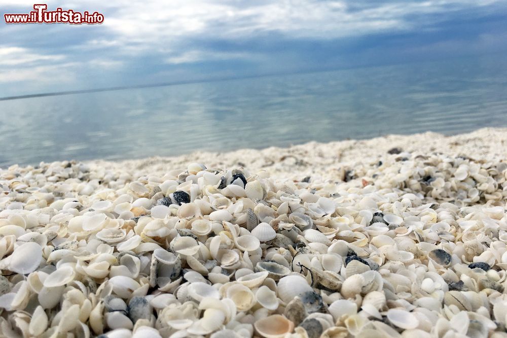 Immagine Una spiaggia di conchiglie sulla costa in Australia Occidentale.