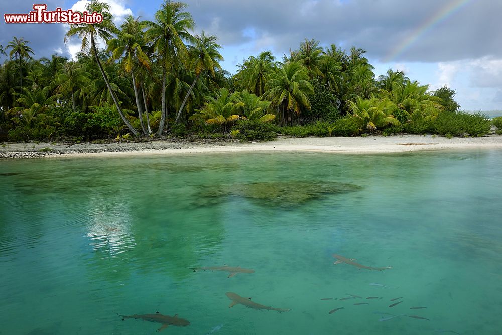 Immagine Una spiaggia paradisiaca alle Tuamotu, Polinesia Francese. L'arcipelago più esteso della Polinesia è anche famoso per la coltivazione delle perle.