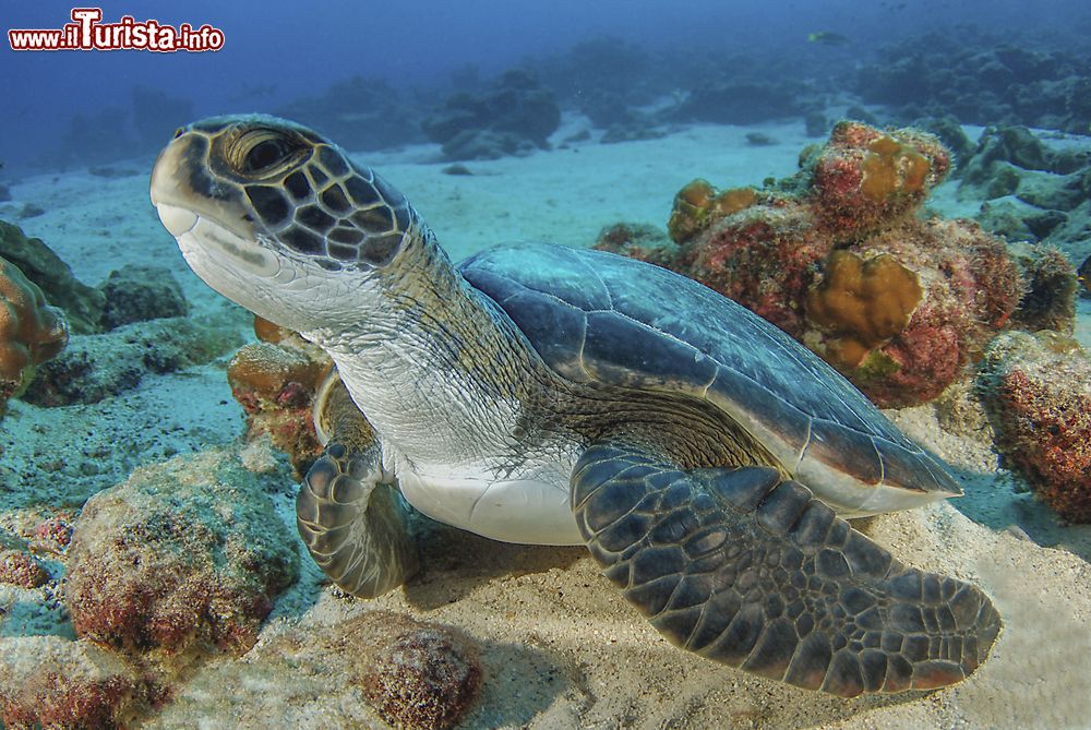 Immagine Una tartaruga di mare a Cocos Island, Costa Rica. L'isola viene spesso definita la Galapagas costaricana.