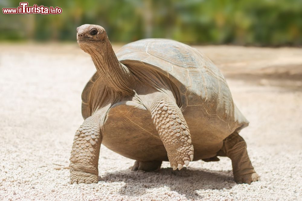 Immagine Una tartaruga gigante sull'isola tropicale di Rodrigues, Repubblica di Mauritius.