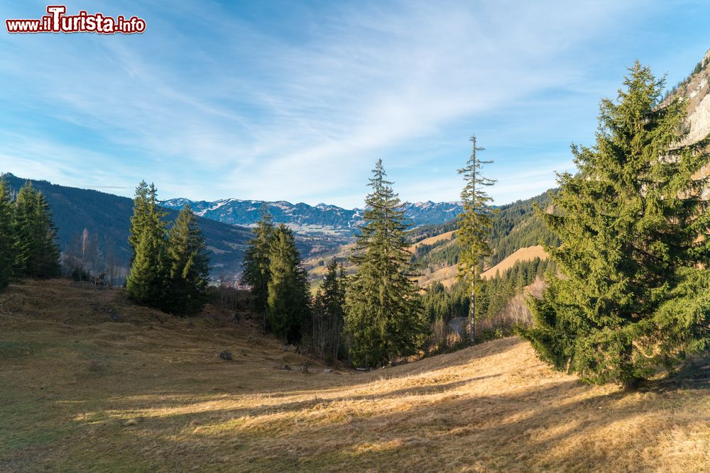 Immagine Una vallata di Bad Hindelang con i suoi alberi di conifere, Baviera, Germania. 