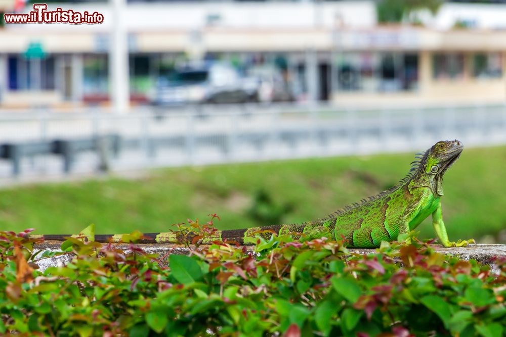Immagine Un'iguana verde su un muro nella città di Pembroke Pines, contea di Broward (Florida).