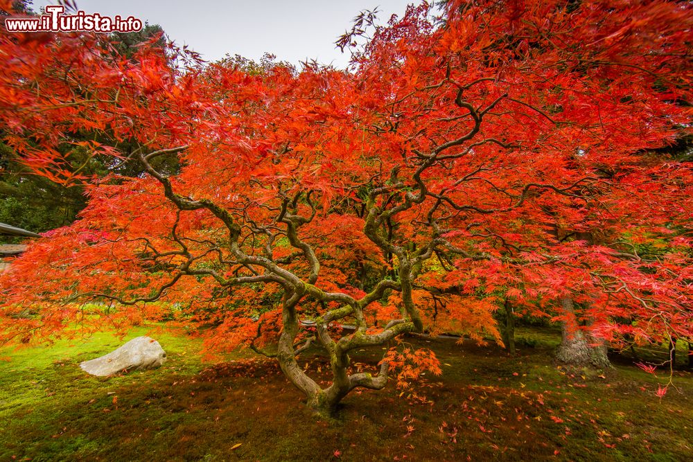 Immagine Uno splendido esemplare di acero al Seattle Japanese Garden, Washington (USA). Si trova nel quartiere di Madison Park ed è uno dei più antichi giardini giapponesi del nord America.