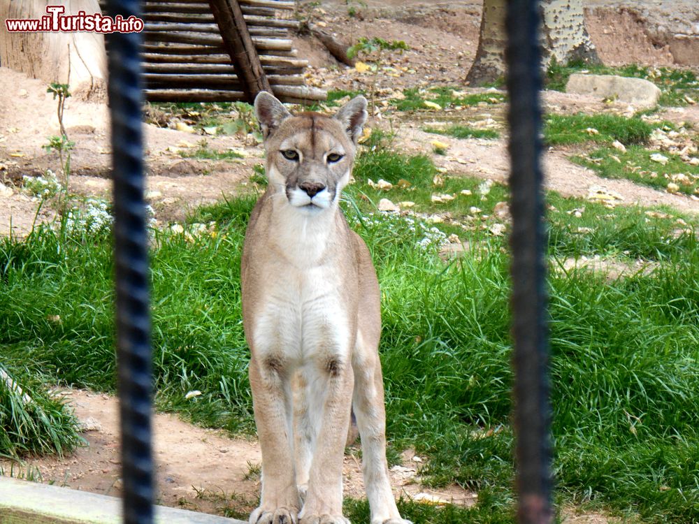 Immagine Uno splendido esemplare di puma allo zoo di Oruro, Bolivia. E' situato a 3700 metri di altezza sul livello del mare.