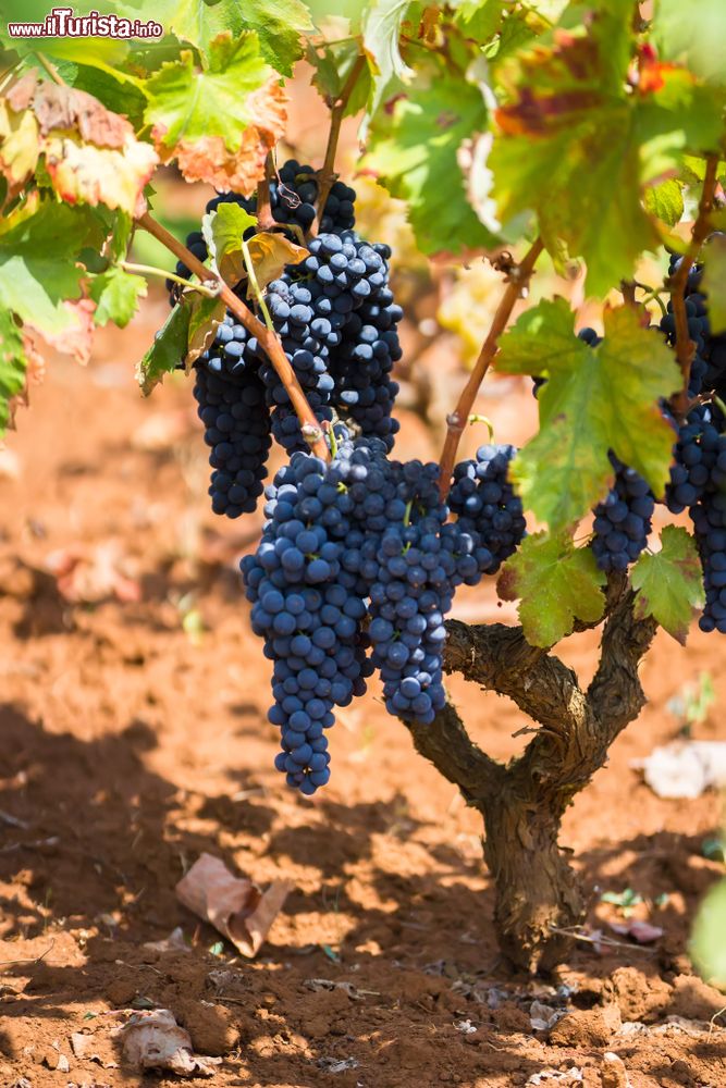 Immagine Uve di Primitivo nelle campagne tra Avetrana e Manduria in Puglia.