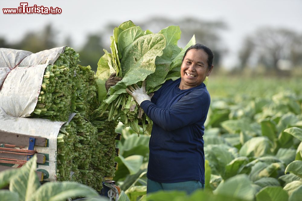 Immagine La Valle de Viñales è famosa per la produzione di tabacco, utilizzato per i più pregiati sigari cubani.