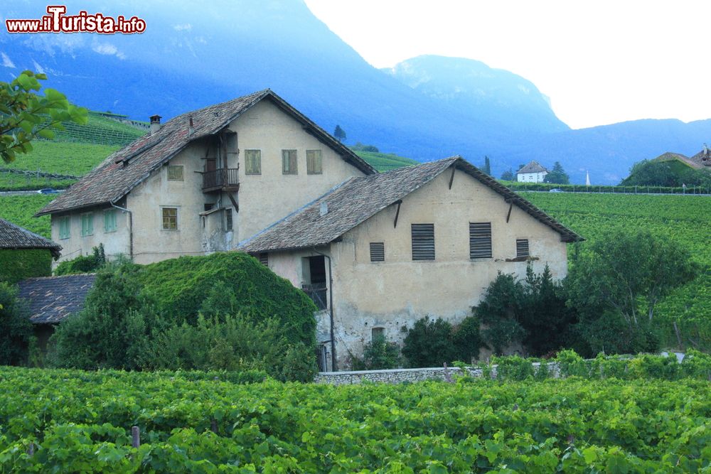 Immagine Vecchio casolare circondato da vigneti nei pressi del lago Caldaro, Trentino Alto Adige.