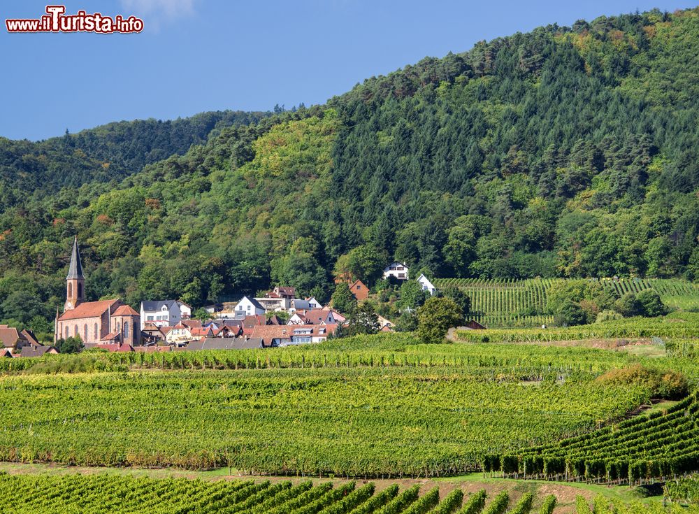 Immagine Veduta dei vigneti nei pressi del villaggio di Eguisheim, Alsazia (Francia).