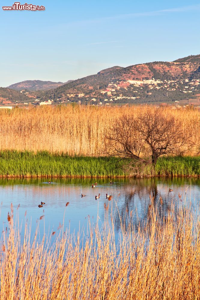 Immagine Veduta del "Marjal dels moros" vicino a Sagunto, Spagna. Questa zona umida costiera del Mediterraneo si trova fra Sagunto e Pucol e ospita una eccezionale biodiversità con specie di flora e fauna di grande importanza.