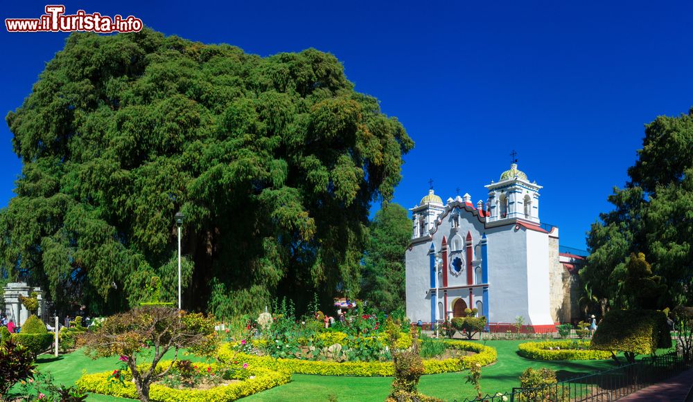 Immagine Veduta dell'albero di Tule con una chiesa sullo sfondo, Oaxaca, Messico.