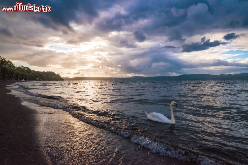 Immagine Veduta serale del lago di Bracciano da Trevignano Romano, Lazio. Uno splendido esemplare di cigno nuota nelle acque calme del bacino.