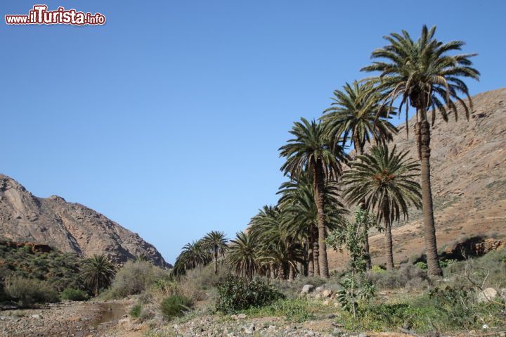 Immagine Le piante tipiche di Vega del Rio Palmas, Fuerteventura, Spagna - Siamo di fronte a una zona insolita delle Canarie, non fatta di acqua cristallina e spiagge dalla sabbia dorata finisssima, bensì da piante decisamente protagonsite di queste scenografie. Questi alberi e arbusti che si ergono in tutta la loro altezza, rappresentano il fascino stesso di Vega del Rio Palmas. Diversi sentieri battibili consentono di entrare nella natura più selvaggia e quella più educata, con un mix che crea stupore e al tempo stesso smarrimento familiare.