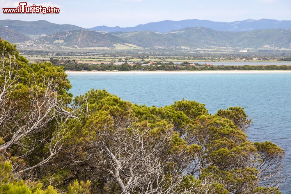 Immagine Vegetazione mediterranea sulla costa di Sant'Anna Arresi in Sardegna