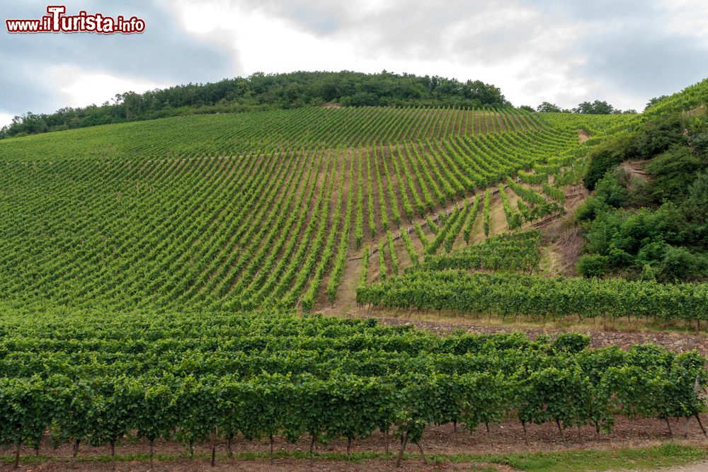 Immagine Vigneti a perdita d'occhio nelle campagne di Thann, Alsazia (Francia). Il borgo si trova all'imboccatura della vallata del fiume Thur, nell'Alto Reno.